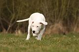 DOGUE ARGENTIN 156